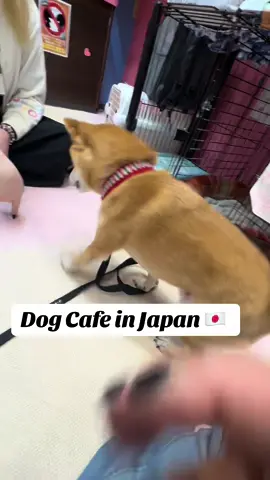 Dog Cafe in Japan! #japan #travel #traveltiktok #america #fyp 