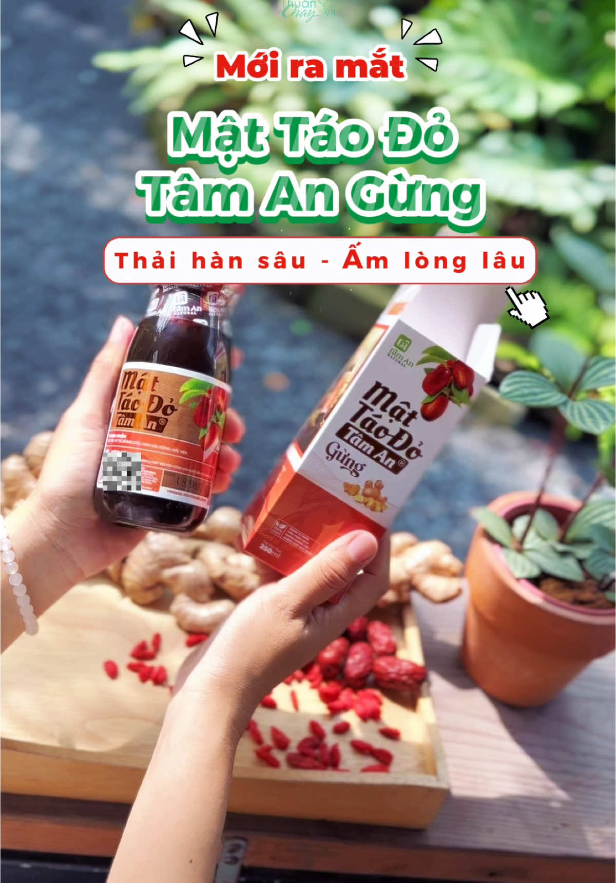 Mật Táo Đỏ Tâm An Gừng - Thải hàn sâu, ấm lòng lâu 🫚 #thuanchay #thuanchayvn #thuanchayvietnam #mattaodotaman #mattaodotamangung #taychanlanh #songkhoe247 