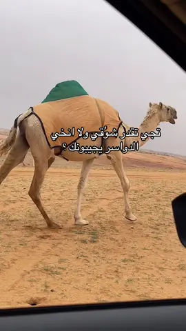 #الدواسر #دوسري #الوداعين #الخرج_الان #وادي_الدواسر#explore #502 #4u 