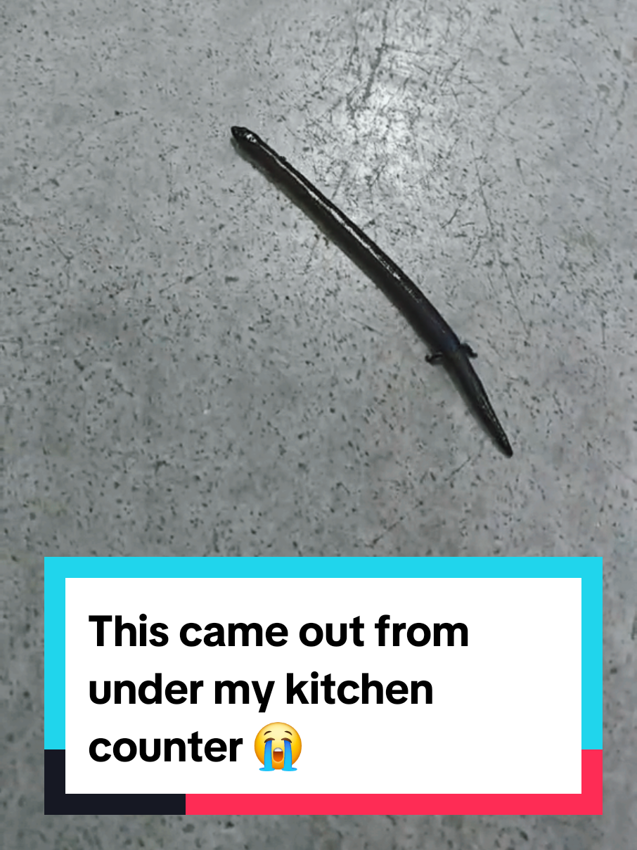 This came out from under my kitchen counter 😭 #critter 