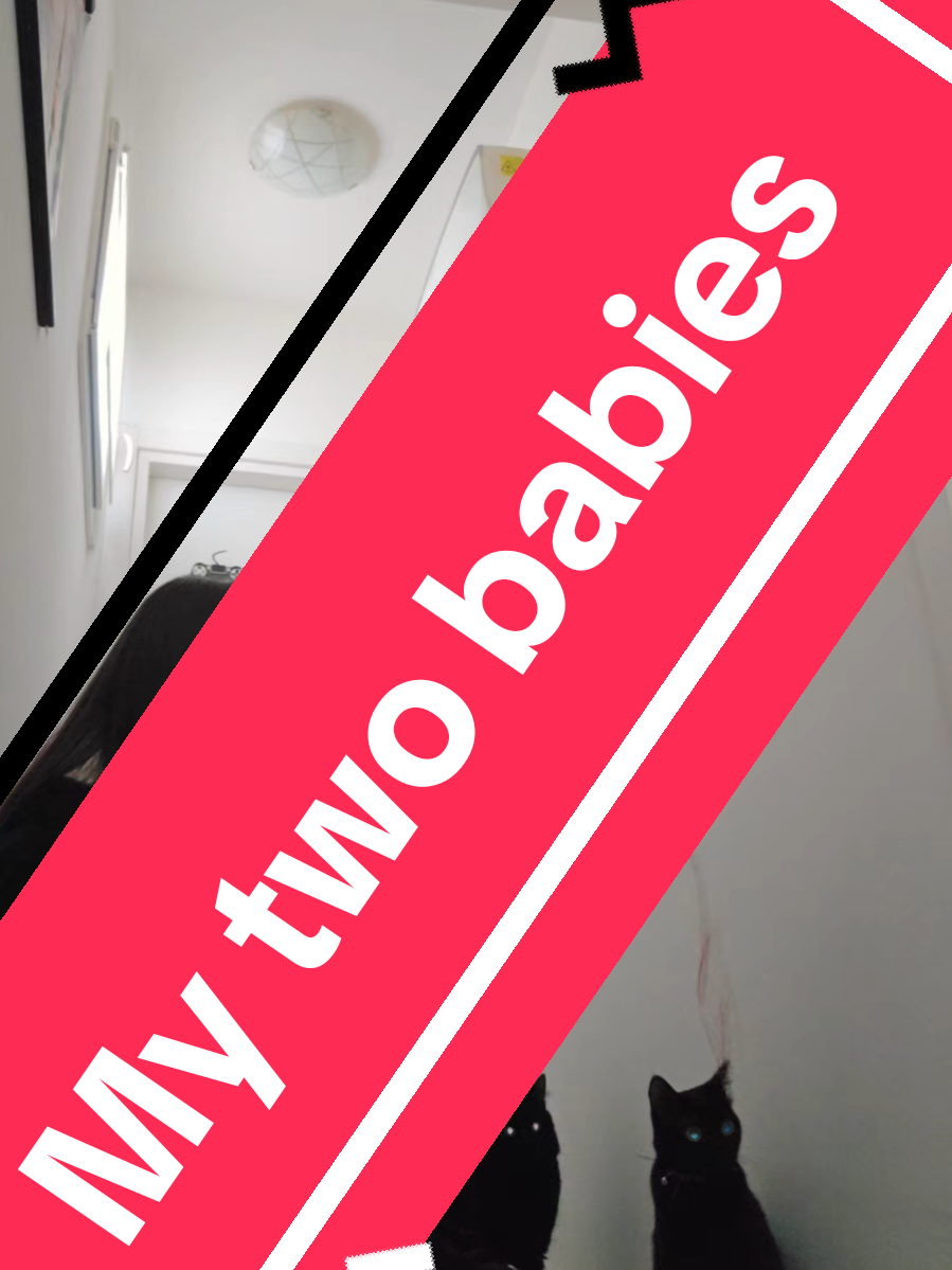 This is my life...#fyp #videoviral #kittensoftiktok #kittenlove #babiesoftiktok #mylife #sweet #cat #kittycatsoftiktok #kittycat 