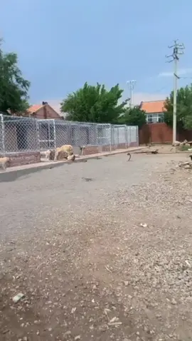 It's another beautiful day in the Kingdom and the king is on his usual inspection. Rocky seems to not be happy with the king for stopping by but the King has to do what he has to do.
