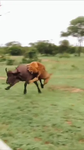 Lone Lion vs Buffalo Herd#animals #wildlife #lion #fyp 