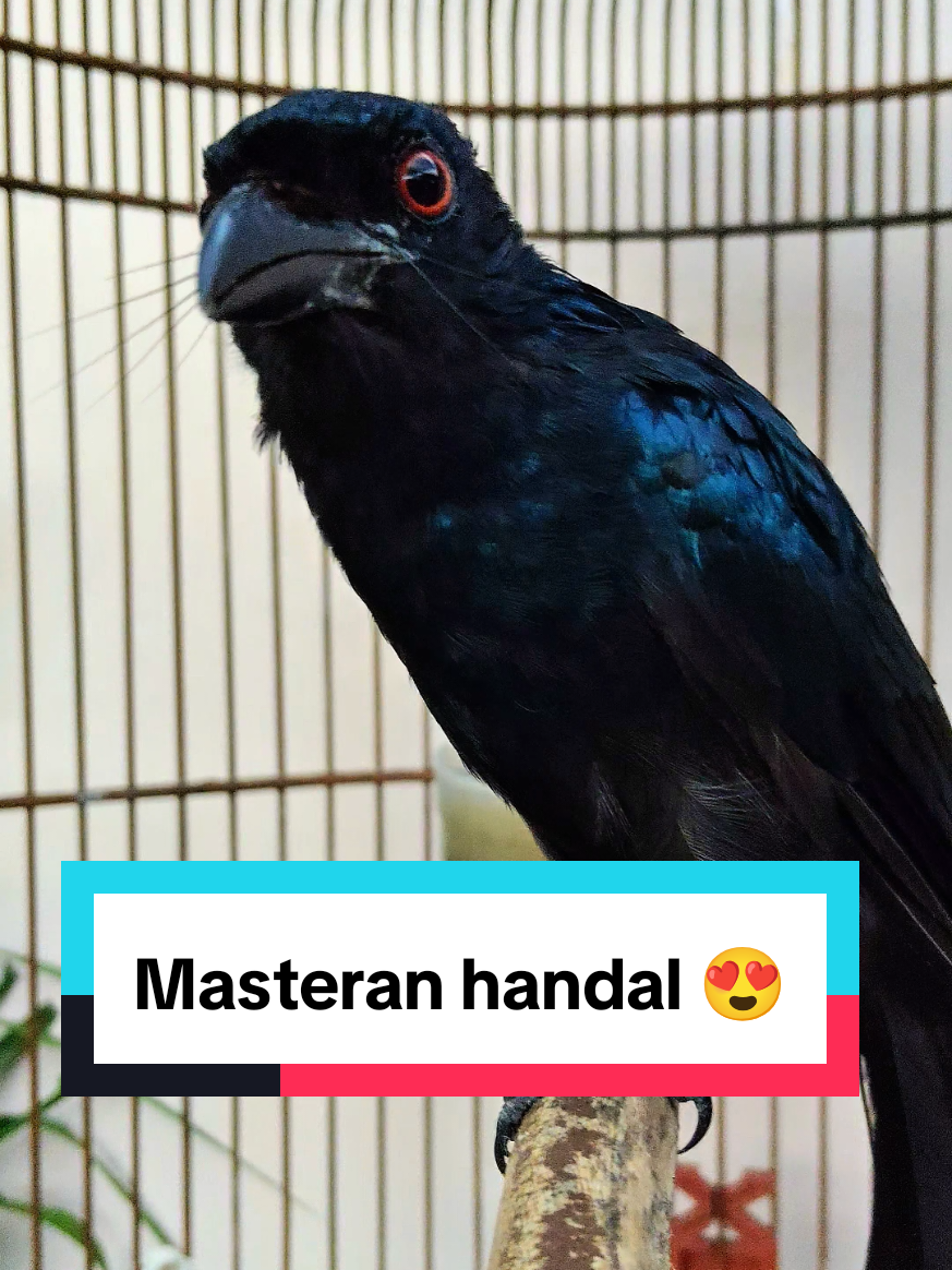 #fyp #fyppppppppppppppppppppppp #hoby #burung #burunggacor #gacorrr🔥 #kicauburung #burungmasteran #kicaumania #kicaumaniaindonesia #kicaunusantara #srigunting #sriguntingkrantil 