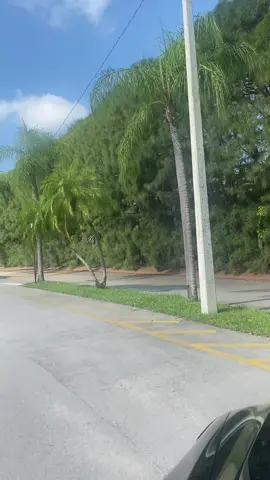 Hàng Dương Xanh Mướt – Dạo Bước Trong Nắng Sớm Sunrise Florida #SunriseFlorida #CuocSongMy #CanhDepFlorida #KhoanhKhacYenBinh #HangCayXanhMat #ConDuongYenBinh #PeacefulDrive #NatureEscape #CalmMoments #LushTrees #RelaxingRide #KenSmile14