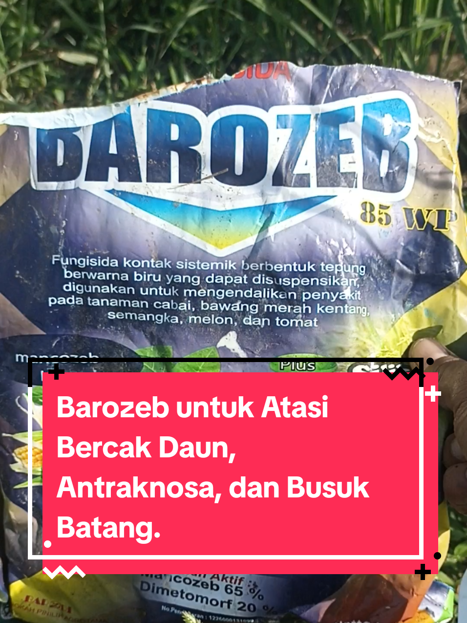 Fungisida Barozeb untuk Bercak daun, Potong leher, busuk batang, antraknosa, dan sebagainya.  #petani #petanimuda #petanipadi #petaniindonesia🇮🇩🇮🇩🇮🇩🌿🌿 #petanimilenial #petanijember #fungisida #barozeb