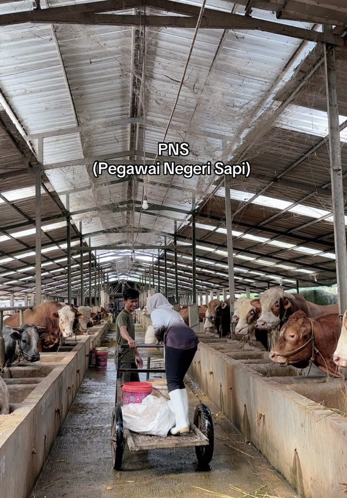 PNS (Pegawai Negeri Sapi) 🐮🐮 #sapitasikmalaya #BerkahFarmTasikmalaya #peternakmuda #kotatasikmalaya #sapiqurban #peternakansapi 
