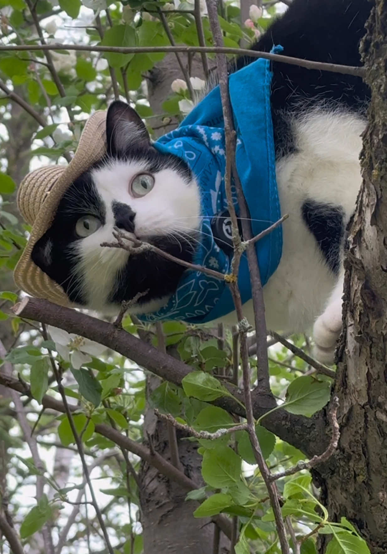 Meowdy purrtners. Lots happened on this inspection. Spicer jumped off of the film crew’s shoulder into a tree. An ATV sped by on the inspection road. Lots of grass was tasted. Lots of field was inspected 🧐  If you like Jack Spicer’s kitty cat cowboy content please consider subscribing to his Patreon linked in bio 😊  #cat #cattok #funnycat #catwalks #catlover #kittycat #catwalks #catlover #kittycat #catsoftiktok #catmeow #catwalk #cutecat #purr #tuxedocat 