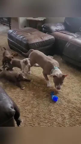 Dogs are afraid of toys 🤣#dogsoftiktok #dog #dogtok #funnyvideos #dogs #funny #dogfunnyvideo #doglife #PetsOfTikTok #dogfunny #fyp 