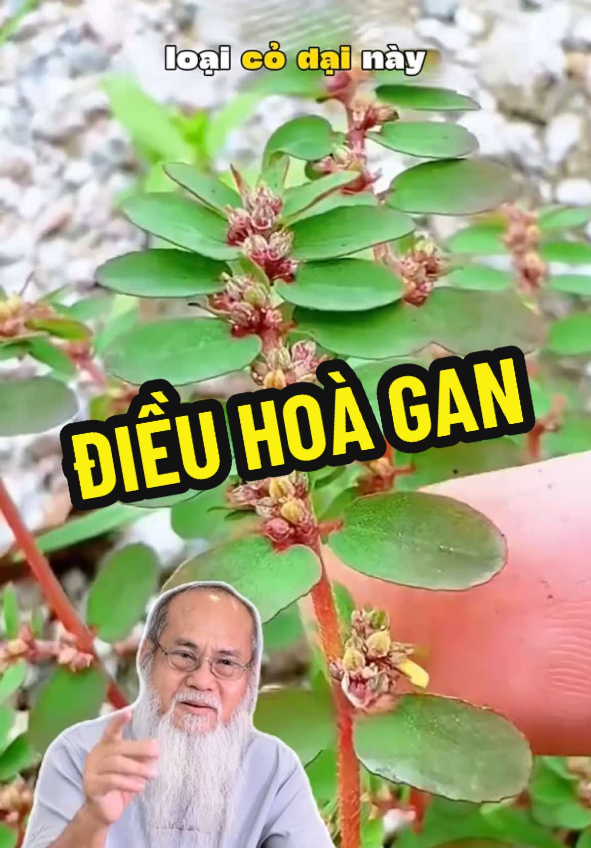 Tên gọi khác của nó là Cỏ sữa đó quý vị.. #suckhoe #thaomoc #thaoduoc #dongy #ongsaucayco 