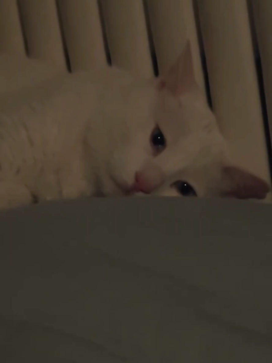 Cat are crying.#help #catlover #savekittens #cats #wiwiwi #funnyanimals #funnycat #kittycat #kittens #cute #catcrying  Disclaimer: My purpose of uploading and editing videos from other platforms is to show people that we humans can love with animals.