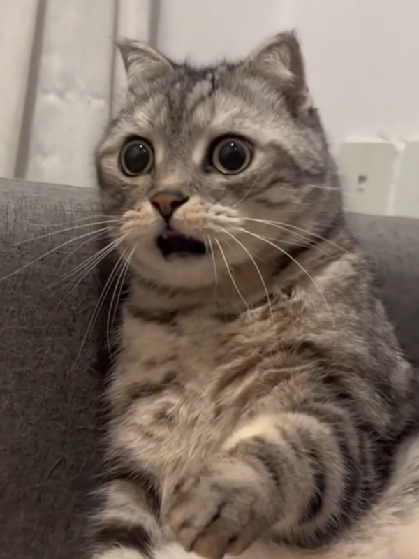 Oyen Erulah kembali ,Ayo Goyang Ce'es ku  #kucingtiktok #kucinglucu #kucing #kucinggemoy 