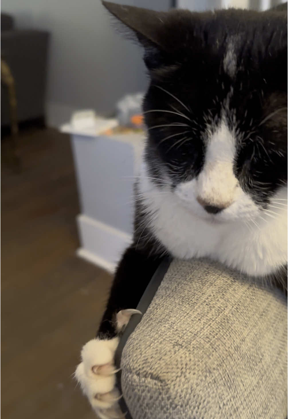 #catsoftiktok #oreo #cat #cats #catlover #catlovers #cattok 