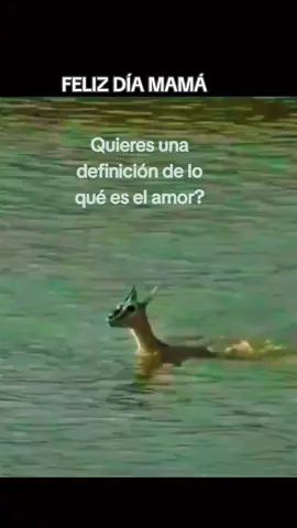 Entre otras definiciones, mamá es la que protege a sus hijos incluso dar su vida por ellos. FELIZ DÍA MAMÁ #mama #diadelamadre #27demayo #amordemadre 
