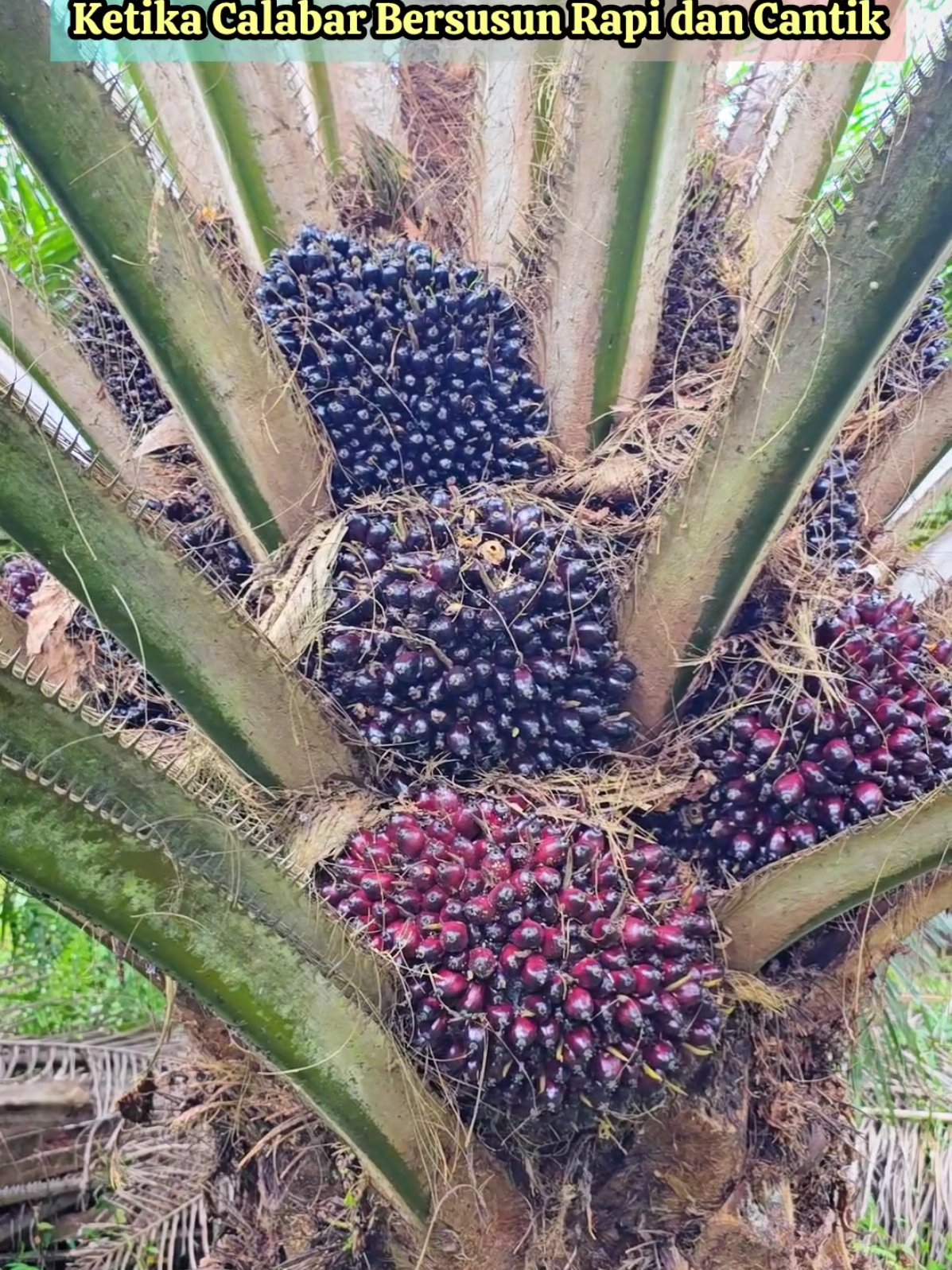 MASYA ALLAH: Ketika Calabar Bersusun Rapi dan Cantik #palmoil  #kelapasawit  #sawit  #calabar 