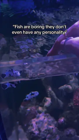 Vienna has a very special bond with my finger #clownfish #pets #fishtank #fish #aquarium 