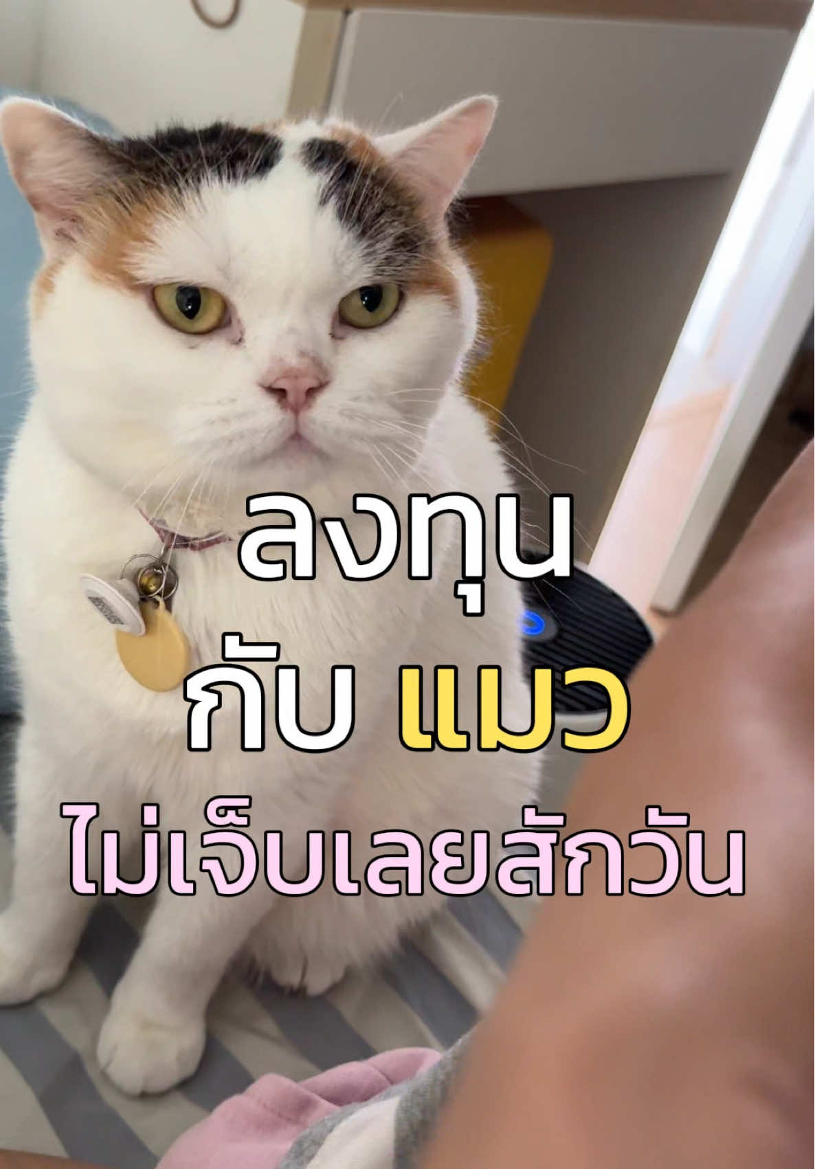ลงทุนกับแมวด้วย Me-O Gold Selection Grain Free  ไม่เจ็บเลยสักวัน!!! การได้เห็นน้องๆ มีพัฒนาการตัวแน่น ขนสวย ได้กินของดีๆ ได้ใช้ของดีๆ มันฟูลฟีลคนเลี้ยงอย่างเรามาก เรื่องอาหารก็ต้องพิถีพิถัน แล้ว @MeoGold_Thailand สูตรนี้ทำถึงอีกแล้ว ลองกินแล้วขนสวยตัวแน่นกำลังดี เวลาไปตรวจสุขภาพประจำปีแข็งแรงตั้งแต่ภายในถึงภายนอก บอกเลยพอเห็นเขาโตมาแบบตุบตับน่ารักไม่เสียแรงที่ลงทุนไปเย๊อะะะ #มูมินแมวเหนียง #มู้ดดี้แมวแสบ  #มีโอโกลด์ซีเล็คชั่น #อาหารแมวเกรนฟรี #รีวิวอาหารแมว   #Unboxอาหารแมว #ป้ายยาอาหารแมว #บอกต่ออาหารแมว