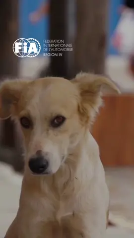 #ConducciónSegura | Perros en la vía: un desafío frecuente y una oportunidad para actuar con empatía y responsabilidad. 🐶💛 #SeguridadVial #ConducciónResponsable #MovilidadSegura #AutomóvilClubBoliviano #FIA