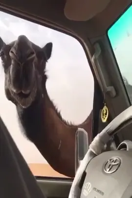 #ماشاءالله_تبارك_الله ##اكسبلوررر #سمحاات_الوجيه🐪❤️ #الغوالي🐪❤️ 