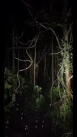 HOROR!! DI HUTAN HUJAN GERIMIS WAKTU MALAM HARI🥶