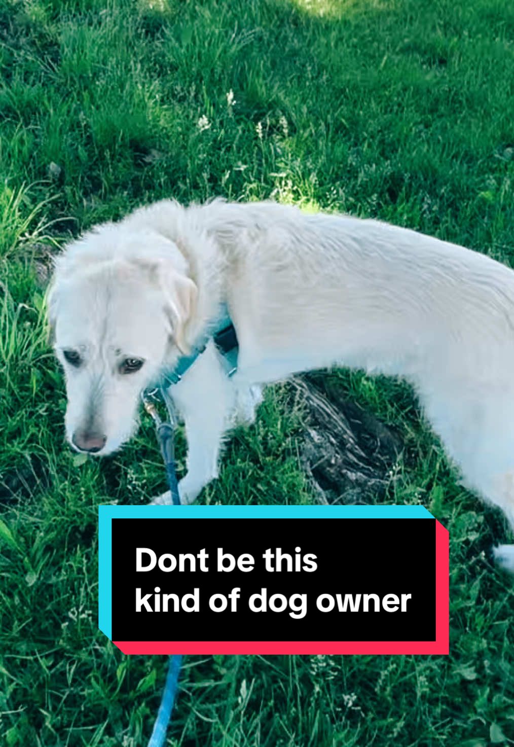 It’s dog owners like this that make me so 😡 . Although the owners of the chi were made aware of what happened, the dog had injuries,   And they still don’t leash their dog!?! They think they’re letting their dog prance free when he’s actually just narrowly escaping more trauma because I’m paying attention. #leashyourdog #concernedneighbor #reactivedog 