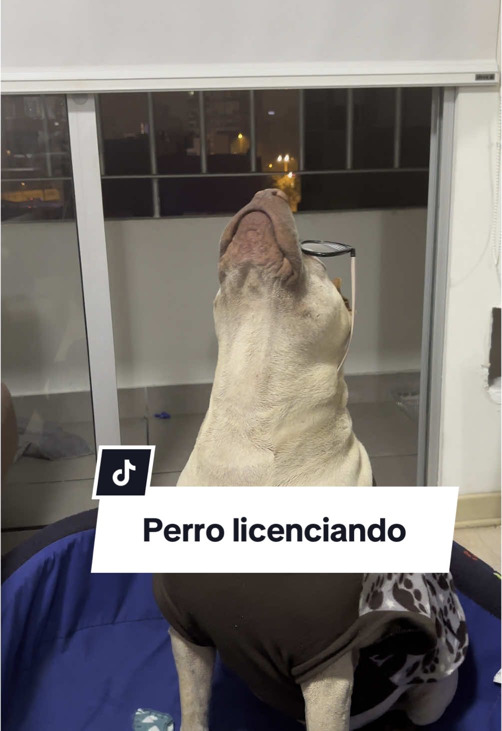 El perro licenciado  Sharpei de Temu con lentes. . #sharpei #sharpeilove #sharpeichino #sharpeiamericano #perrogracioso #perrotriste #perrointeligente #lima 