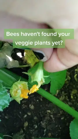 #onthisday #gardentok #gardening #gardentips #grow #vegetablegarden 