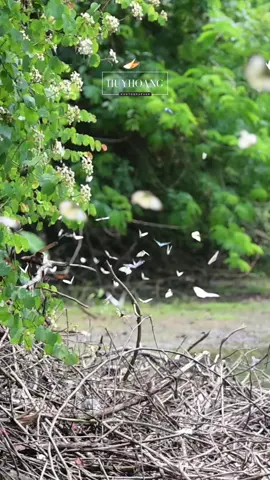 Những cánh bướm bên hoa rừng xanh mát #SănbướmCúcPhương #rừngcúcphương #huyhoangphoto #VQGcucphuong #CúcPhương #Ninhbinh