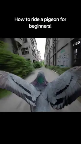 #howto #tutorial #easy #pigeon 