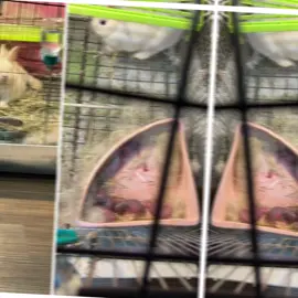 不知道性別就養了結果今天元寶兔子下午默默生下了兔寶寶讓我驚訝了 灰色是兔爸爸 白色是兔媽媽