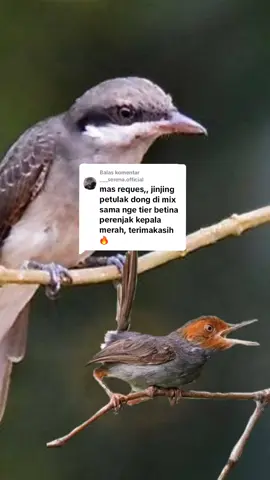 Membalas @___serena.official ready om✌️ #prenjakbetina #masteranburung #master #kicaumania #bird #burung #jingjingpetulak 
