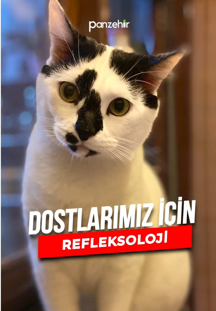 Sadece insanlara mı bu tedavi uygulanır? Bu sevimli dostlarımıza da şifa olabilecek yöntemler var mı? #kediler #kedi #köpek #dog #cat #cats 