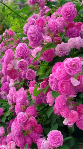 #هى_الازهار_بتحيا_أبدا_من_غير_غصون  #شعورى_ناحيتك #وردة_الجزائرية  #وردة #اغانى_قديمة #اغانى_الزمن_الجميل🥰  #اغانى_الزمن_الجميل  #اغانى_طرب #اغانى_طربية  #اغانى #نوستالجيا_الزمن_الجميل  #ذكريات_الزمن_الجميل  #اكسبلورexplore#ترند  #ترند_التيك_توك #اغانى_ترند #اغانى