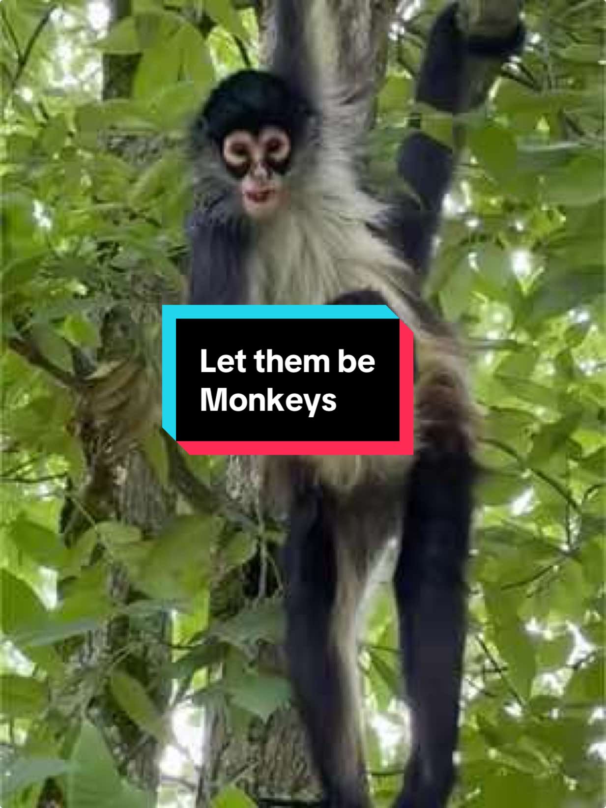 Letting them just be monkeys🩵