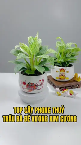Cây Trầu bà đế vương kim cương phong thuỷ để bàn hút tài lộc #caycanh #phongthuy #traubadevuong