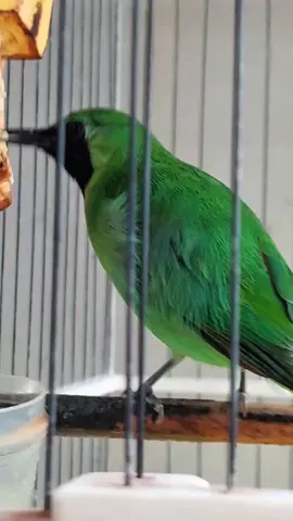 samsung A zoom 3x🙂 #samsunga56 #samsunga72 #samsung #masukberandafyp #story #fypシ゚ #xyzcba #4upageシ 