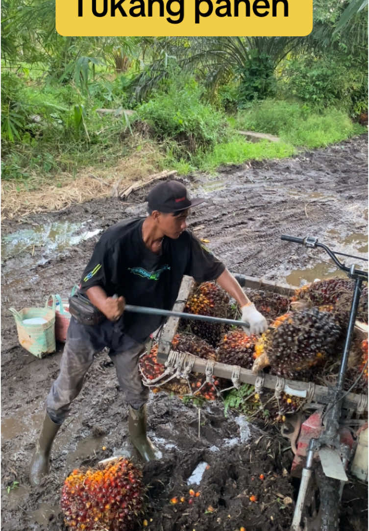 Lha iyo🤣🤣#sawitsumatra #genkruwet #masukberandafyp 