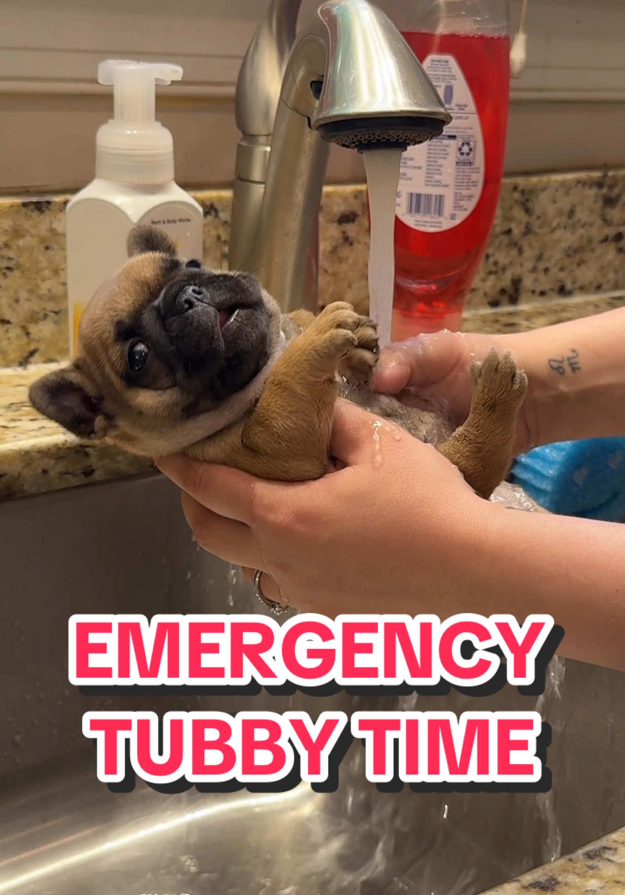 Replying to @Mayra ♡ Sadly it HAD TO HAPPEN 😭 we had a code brown emergency and had to scrub them potatoes clean.  Now wanted: Potato Scrubbers. Must work fast. Must be brave. How much would you charge for this job?  #puppies #fypシ #dogsoftiktok 