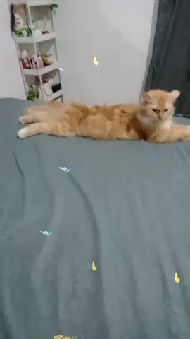 lagi kena pelanggaran..tak bisa upload produk guys...#upload simoci aja ah#bismillah #sabar😊😊😊😊 