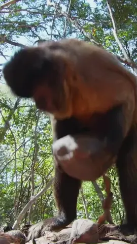 #animalworld #amazinganimals #nature #fyp 