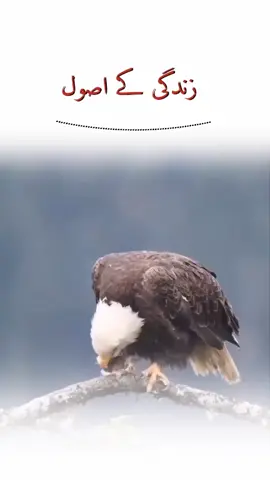 #newacountsuport #attitudestatus🔥🔥 #supportukaccount #foryoupage #myviralvideo #foryou #viral @𝐃𝐚𝐫𝐤 𝐄𝐚𝐠𝐥𝐞 🦅 