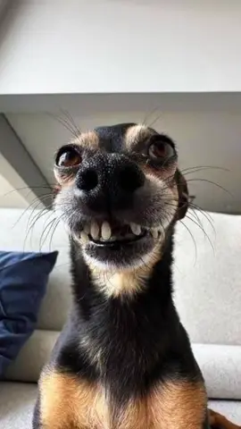 tente não rir 😂 #tentenãorir #memesbr #memecut #hilarious #gatostiktok #dogsoftiktok #funnymemes #animaisengraçados #compiladodememes #funniest #cutecat #cutedog #entretenimiento #comedia #desafios 