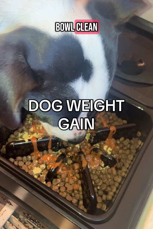 DOG WEIGHT GAIN SUPPLEMENT 🐶 #fyp #dogsoftiktok #dogtok #bullymax #bullybreed #dogowner #dogsupplements #dogfood #dogweightloss 