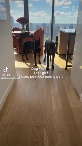#dogpack #follow #doberman #dobermanpinscher #follow #zeus #zara #manhattan #nyc #nyclife #apartment #nycapartment #microinfluencer #dog #trend #toys #dogtoys #bark #barkbox #10k #fyf #f4f