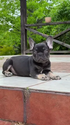 Мошки не дают покоя🤦🏻‍♀️  Мальчик французский бульдог в шоколадно подпалом окрасе😍 Очень классный,веселый парень♥️ Пишите в личные сообщения.