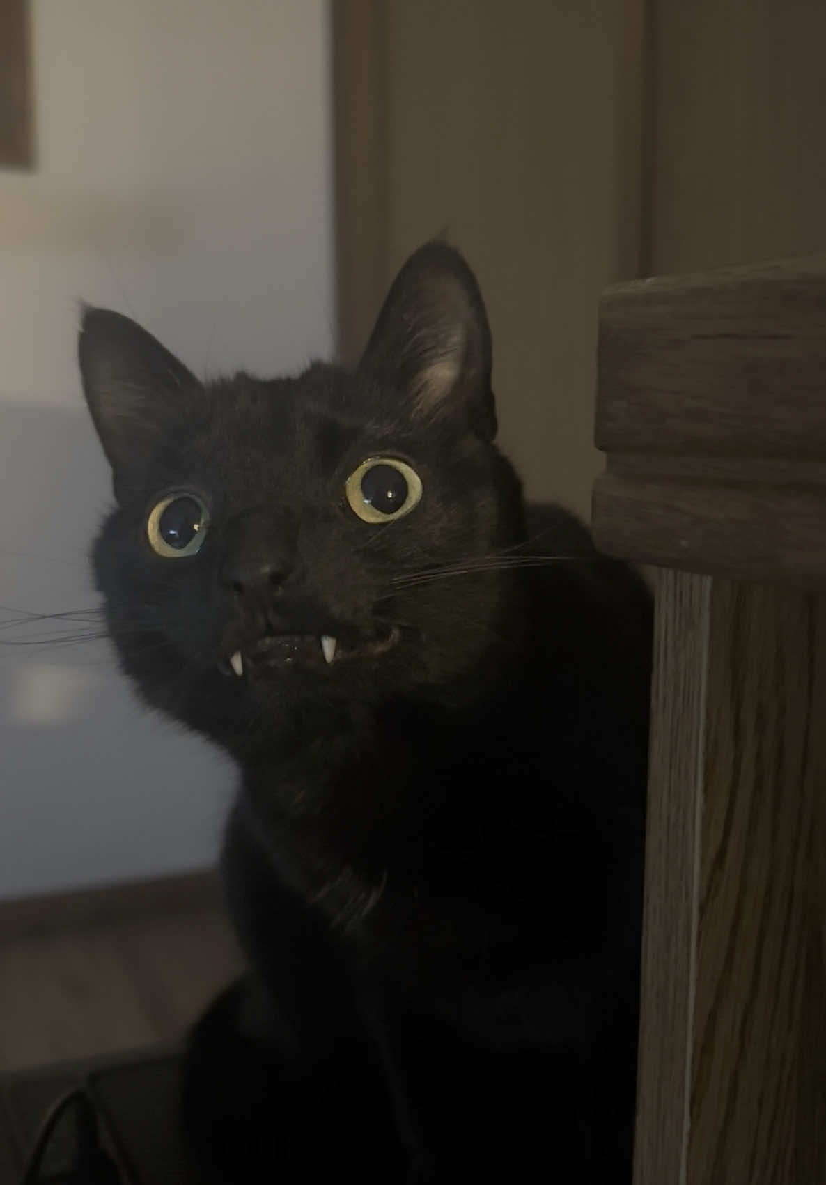 toothy baby #squid #cat #fyp #catsoftiktok 