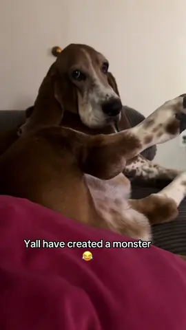 Yes i blame yall 😂😂😂🥰🫶 #smile #reggiethebasshole #happydog #haveagoodday #bassetsoftiktok #furbaby #mykidhaspaws #texas #dogtok #trending #legs #needydog 