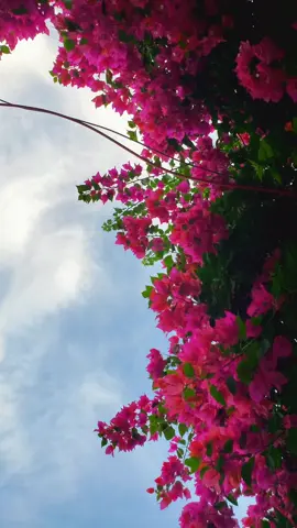 Nature ⌛⏳#bangladesh #সুন্দর_মুহূর্ত #প্রকৃতি #বসন্ত #গোলাপী #bangladesh🇧🇩 #turjo_khandakar #rajshahi @TikTok Bangladesh 