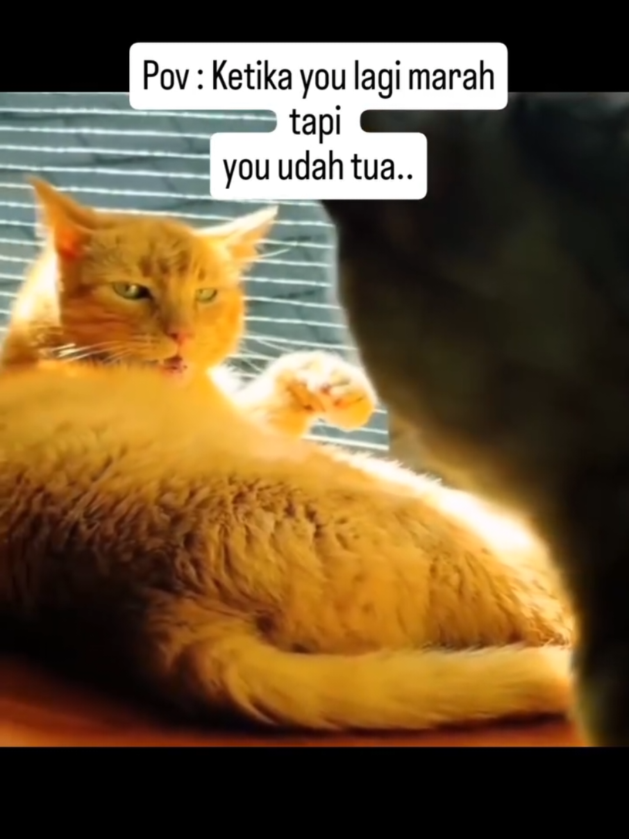Faktor U😹 #hiburan #cat #kucing #oyen #catlover #kucingoyen #funny #fyppage 