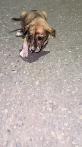 Necesitamos una madrina urgente para la cachorrita, hígado y pollito para que coja fuerza en sus patitas #perritos #albergue #cachorro #donacion #cachorrosdotiktok 